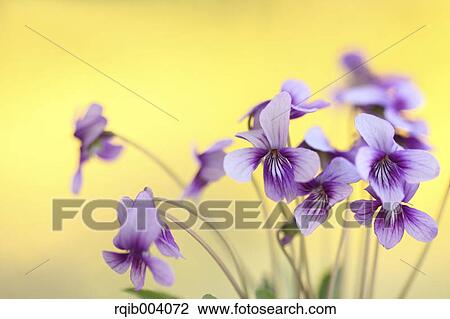 Stock Image - Violet flowers. Fotosearch