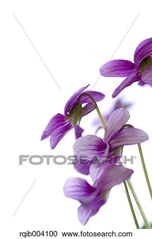 Stock Image - Violet flowers. Fotosearch