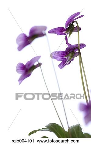 Violet flowers View Large Photo Image Stock Image - Violet flowers. Fotosearch