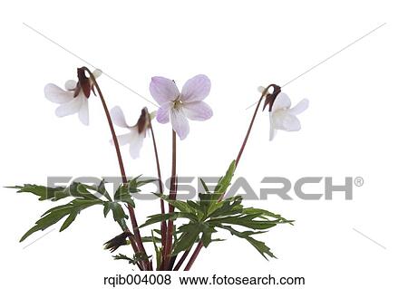 Stock Photo - Violet flowers. Fotosearch