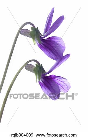 Violet flowers View Large Photo Image Stock Photo - Violet flowers. Fotosearch