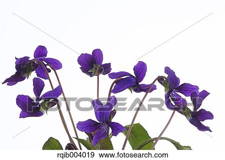 Violet flowers View Large Photo Image Stock Photo - Violet flowers. Fotosearch