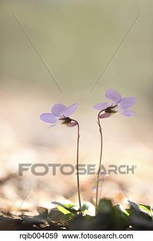 Violet flowers View Large Photo Image Stock Photo - Violet flowers. Fotosearch