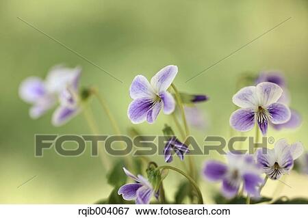 Violet flowers View Large Photo Image Stock Photo - Violet flowers. Fotosearch