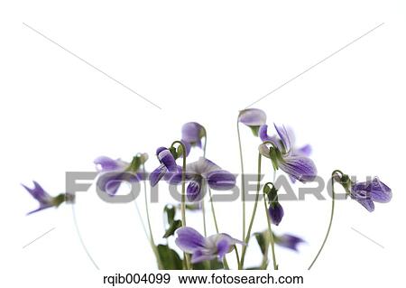 Violet flowers View Large Photo Image Stock Photo - Violet flowers. Fotosearch