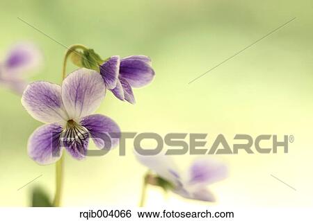 Stock Photograph - Violet flowers. Fotosearch