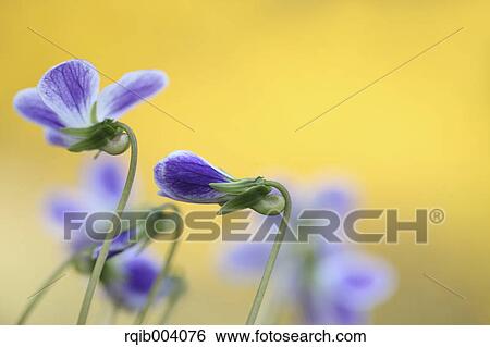 Violet flowers View Large Photo Image Stock Photograph - Violet flowers. Fotosearch