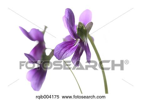 Stock Photography - Violet flowers. Fotosearch