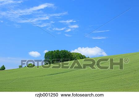 Stock Image - Wheat field and blue sky with clouds, Hokkaido. Fotosearch