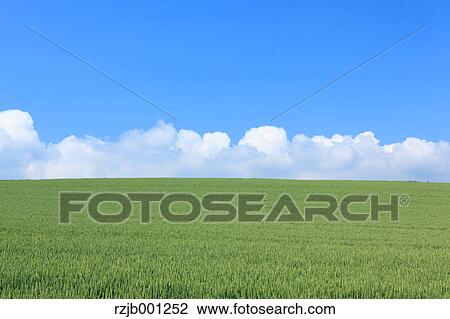 Wheat field and blue sky with clouds, Hokkaido View Large Photo Image Stock Image - Wheat field and blue sky with clouds, Hokkaido. Fotosearch