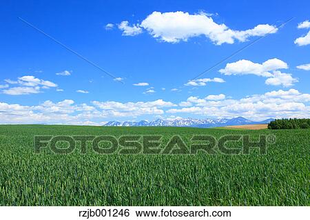 Stock Photograph - Wheat field and blue sky with clouds, Hokkaido. Fotosearch