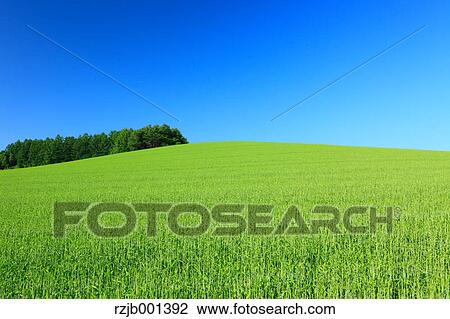 Stock Image - Wheat field trees and sky, Hokkaido. Fotosearch