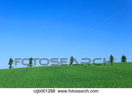 Stock Photo - Wheat field trees and sky, Hokkaido. Fotosearch
