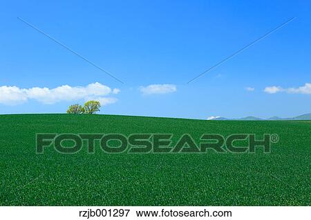 Wheat field trees and sky, Hokkaido View Large Photo Image Stock Photo - Wheat field trees and sky, Hokkaido. Fotosearch