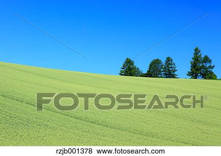 Wheat field trees and sky, Hokkaido View Large Photo Image Stock Photo - Wheat field trees and sky, Hokkaido. Fotosearch