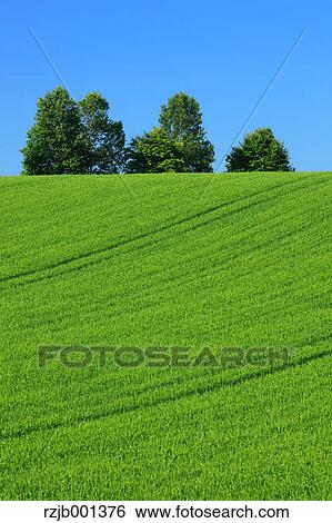 Wheat field trees and sky, Hokkaido View Large Photo Image Stock Photograph - Wheat field trees and sky, Hokkaido. Fotosearch