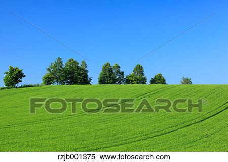 Stock Photography - Wheat field trees and sky, Hokkaido. Fotosearch