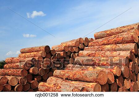 Wood logs and sky View Large Photo Image Stock Photo - Wood logs and sky. Fotosearch