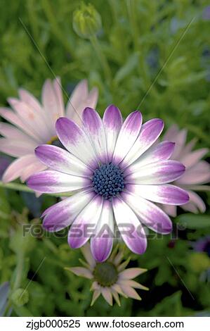 Stock Photography - African Daisy. Fotosearch