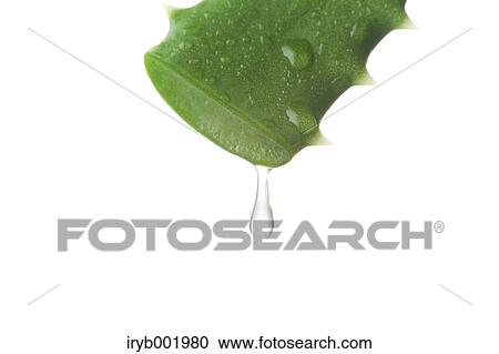 Aloe juice View Large Photo Image Stock Image - Aloe juice. Fotosearch