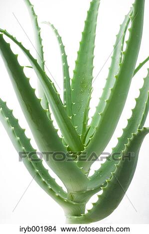 Aloe View Large Photo Image Picture - Aloe. Fotosearch
