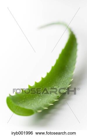 Aloe View Large Photo Image Stock Photograph - Aloe. Fotosearch