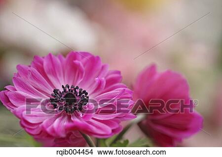 Picture - Anemone. Fotosearch