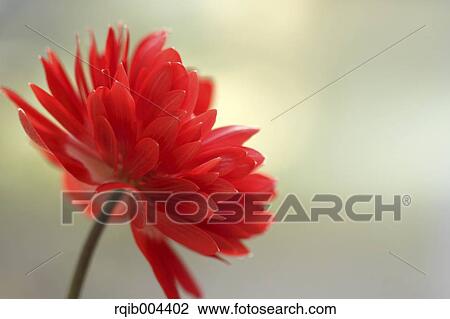 Stock Image - Anemone. Fotosearch