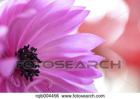Anemone View Large Photo Image Stock Photograph - Anemone. Fotosearch