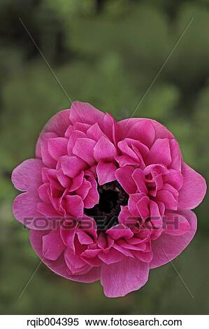 Stock Photography - Anemone. Fotosearch