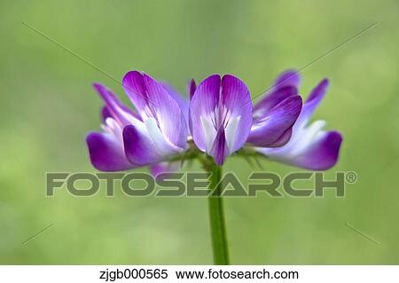 Stock Photography - Astragalus. Fotosearch