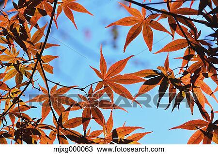 Autumn leaves and blue sky View Large Photo Image Stock Image - Autumn leaves and blue sky. Fotosearch