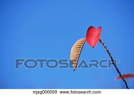 Stock Photo - Autumn leaves and blue sky. Fotosearch