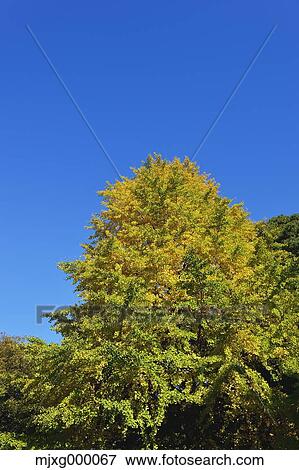 Autumn leaves and blue sky View Large Photo Image Stock Photo - Autumn leaves and blue sky. Fotosearch