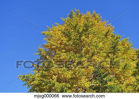 Autumn leaves and blue sky View Large Photo Image Stock Photograph - Autumn leaves and blue sky. Fotosearch