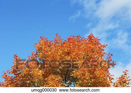 Stock Image - Autumn leaves and sky. Fotosearch