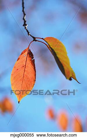 Autumn leaves View Large Photo Image Stock Photography - Autumn leaves. Fotosearch