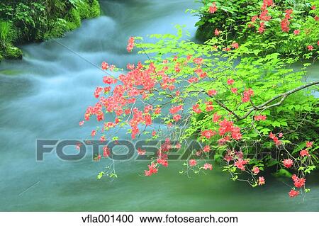 Stock Image - Azalea flowers and Oirase mountain stream, Aomori Prefecture. Fotosearch
