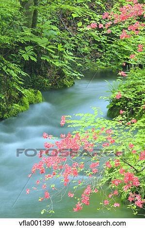 Azalea flowers and Oirase mountain stream, Aomori Prefecture View Large Photo Image Stock Photo - Azalea flowers and Oirase mountain stream, Aomori Prefecture. Fotosearch