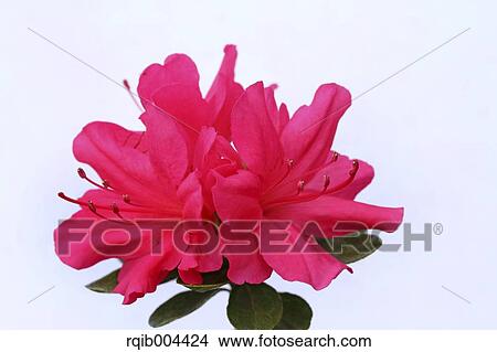 Picture - Azalea. Fotosearch