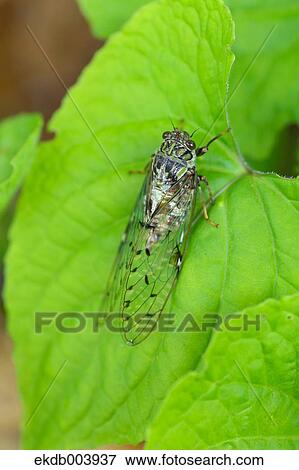 Balm Cricket View Large Photo Image Stock Photo - Balm Cricket. Fotosearch