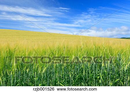 Barley field and sky with clouds, Hokkaido View Large Photo Image Stock Photograph - Barley field and sky with clouds, Hokkaido. Fotosearch