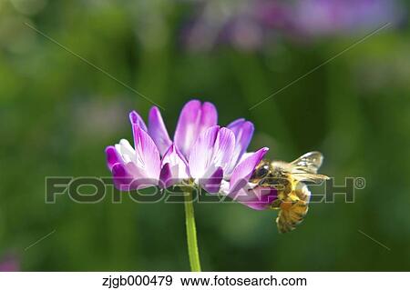 Stock Photo - Bee on Astragalus flower. Fotosearch