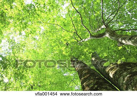 Beech forest, Akita Prefecture View Large Photo Image Picture - Beech forest, Akita Prefecture. Fotosearch