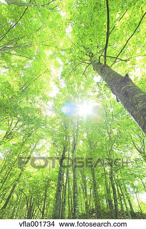 Beech forest, Aomori Prefecture View Large Photo Image Picture - Beech forest, Aomori Prefecture. Fotosearch