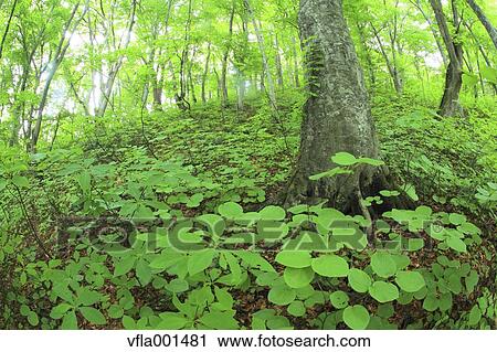 Stock Image - Beech forest, Aomori Prefecture. Fotosearch