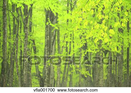 Stock Image - Beech forest, Aomori Prefecture. Fotosearch