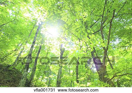 Beech forest, Aomori Prefecture View Large Photo Image Stock Image - Beech forest, Aomori Prefecture. Fotosearch