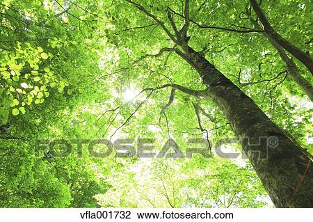 Beech forest, Aomori Prefecture View Large Photo Image Stock Image - Beech forest, Aomori Prefecture. Fotosearch