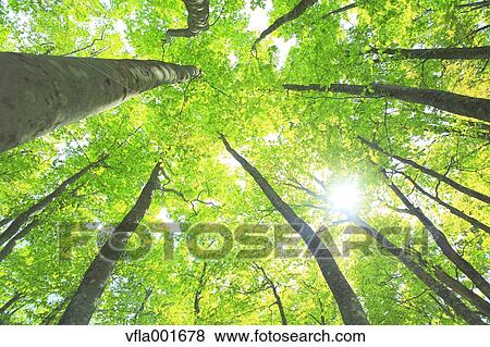 Beech forest, Aomori Prefecture View Large Photo Image Stock Photo - Beech forest, Aomori Prefecture. Fotosearch